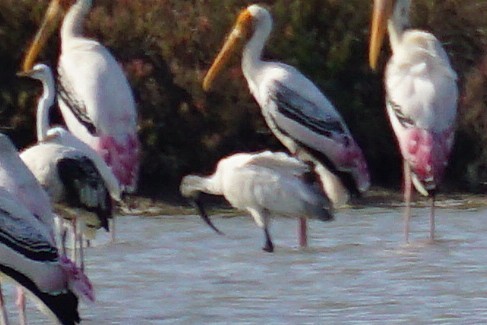 Black-headed Ibis - ML647820552