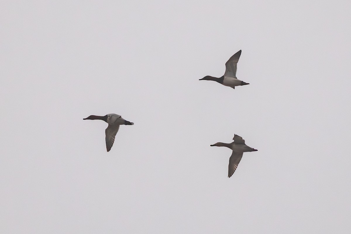 Murgilari bizkarzuria - ML647820560