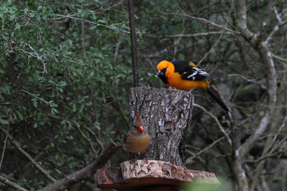 Northern Cardinal - ML647820569