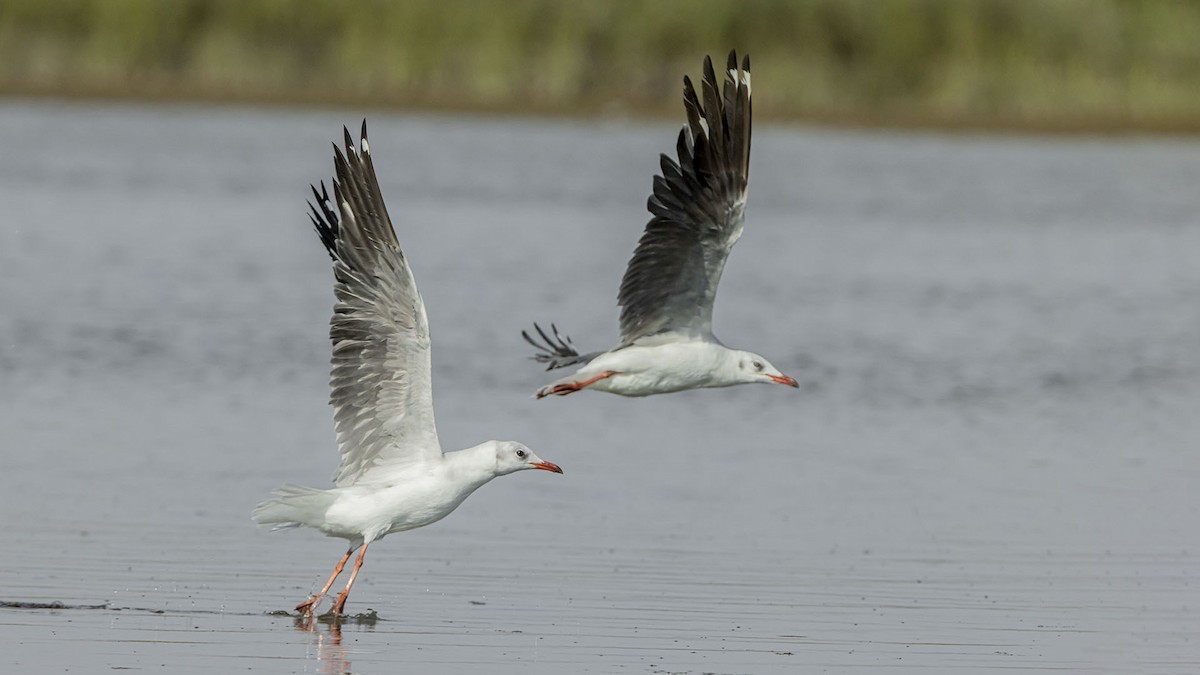 ズアオカモメ - ML647820586