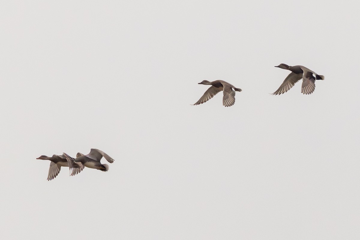 オカヨシガモ - ML647820621