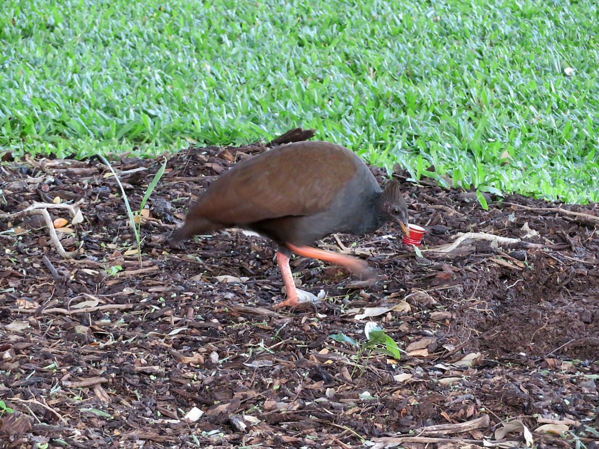Orange-footed Megapode - ML647820687