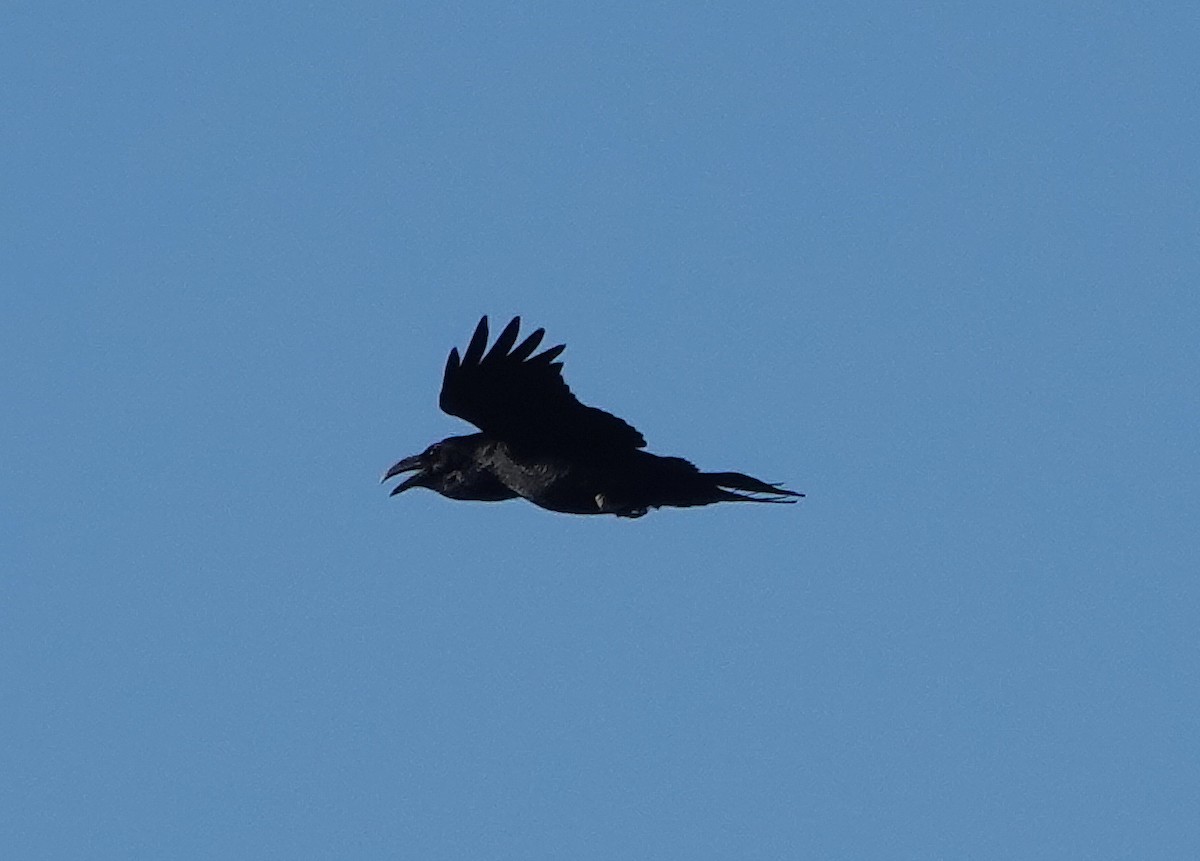 Common Raven - ML647820689