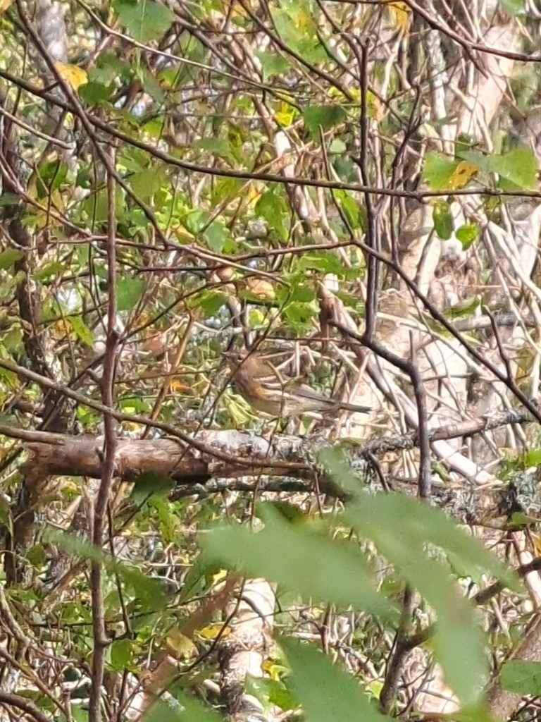 Yellow-rumped Warbler - ML647820701