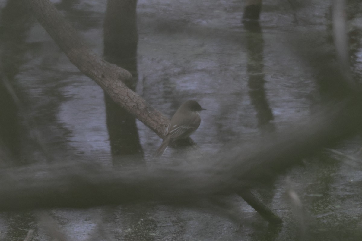 Eastern Phoebe - ML647820704