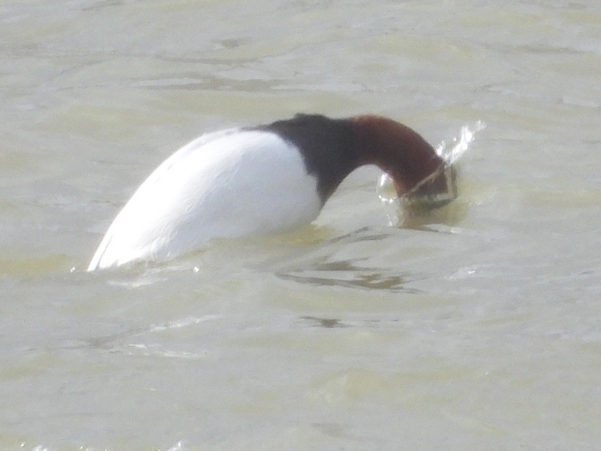 Canvasback - ML647820706