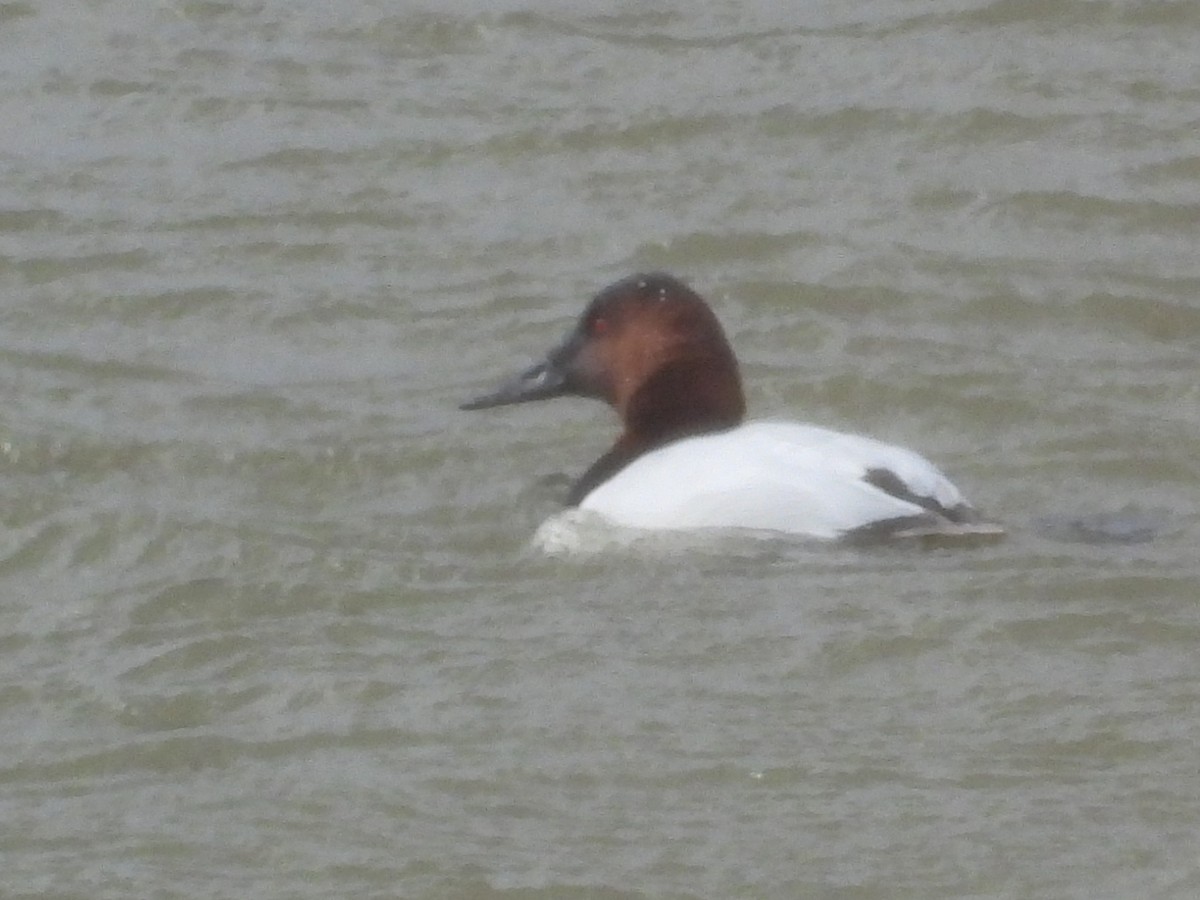 Canvasback - ML647820707