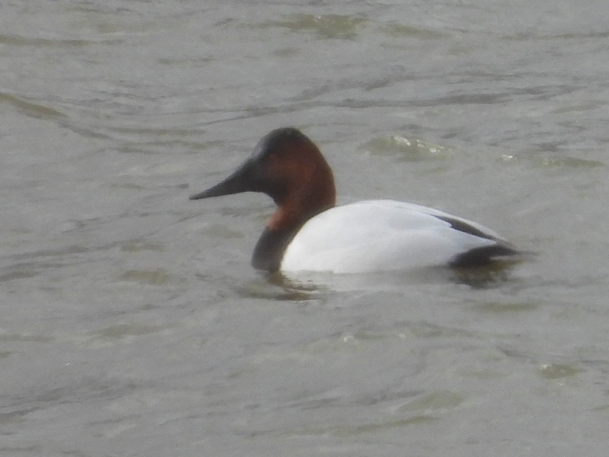 Canvasback - ML647820708