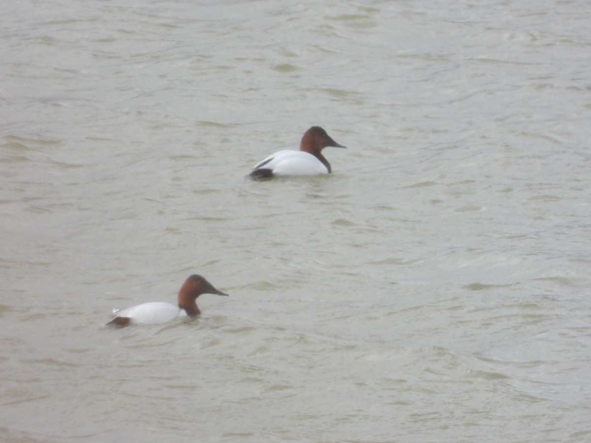 Canvasback - ML647820709
