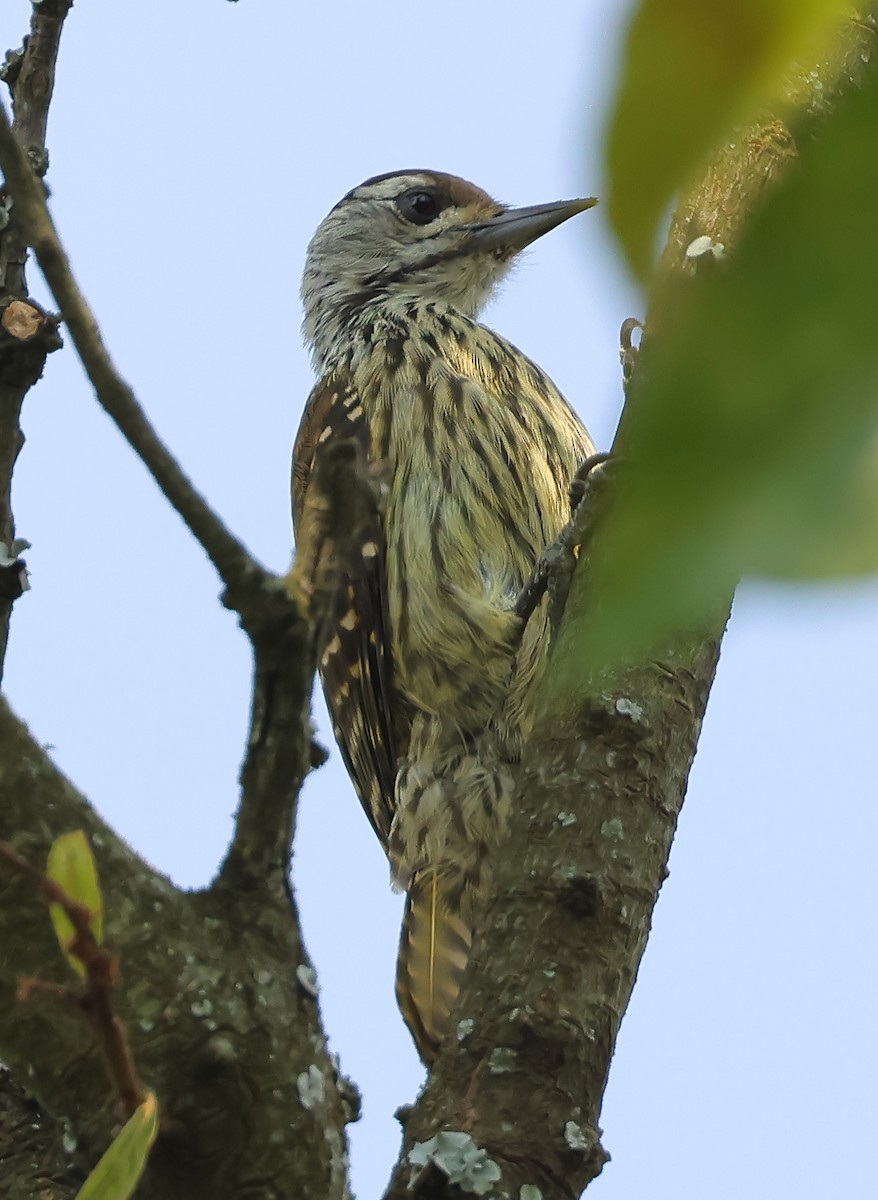 Cardinal Woodpecker - ML647820710