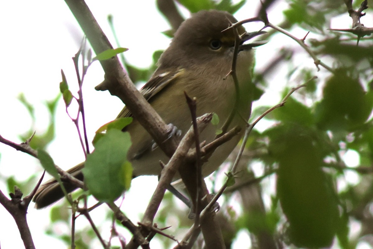 White-eyed Vireo - ML647820711