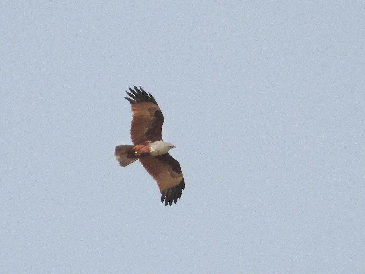 Brahminy Kite - ML647820712