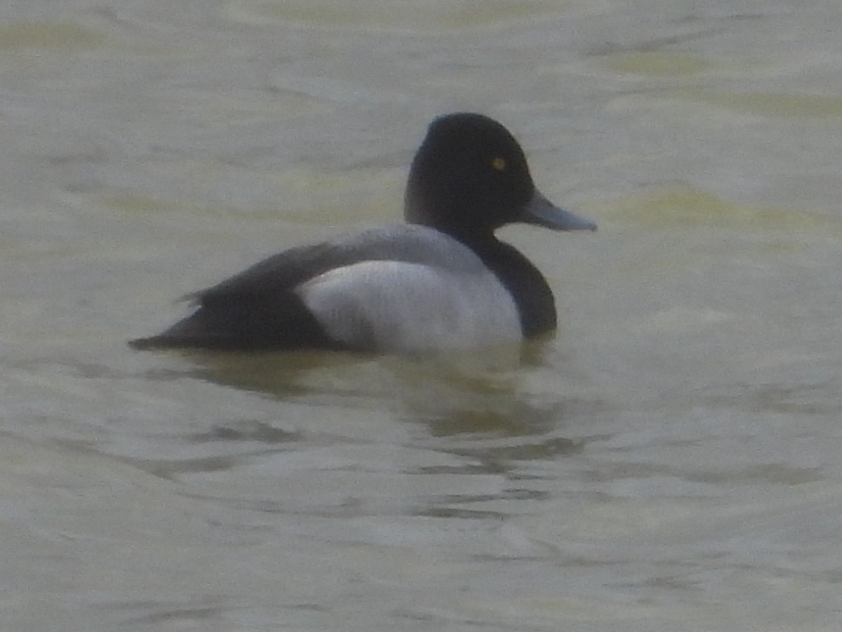 Ring-necked Duck - ML647820713