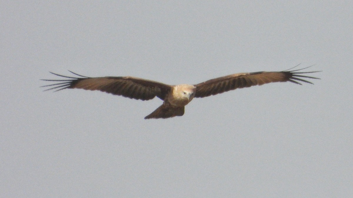 Brahminy Kite - ML647820714