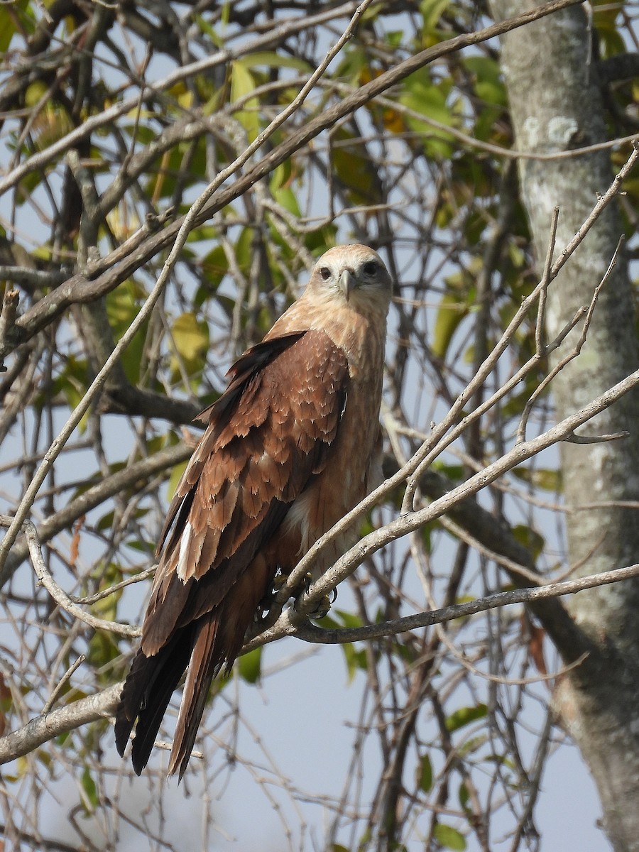 Brahminy Kite - ML647820715
