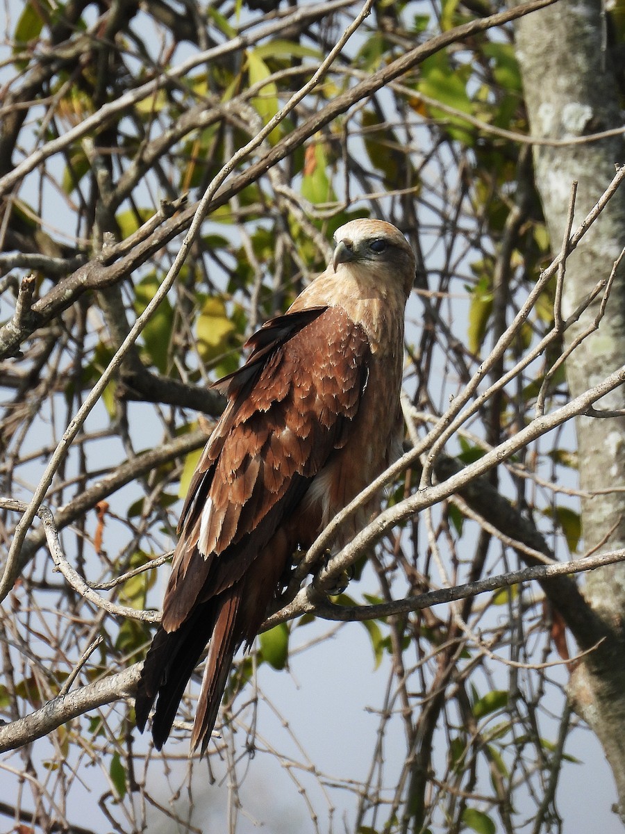 Brahminy Kite - ML647820716