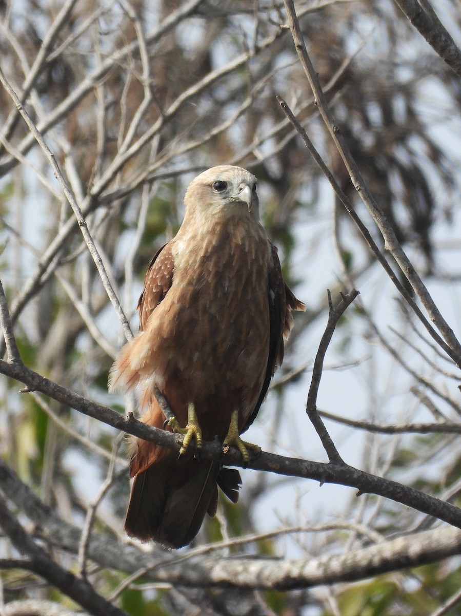 Brahminy Kite - ML647820717