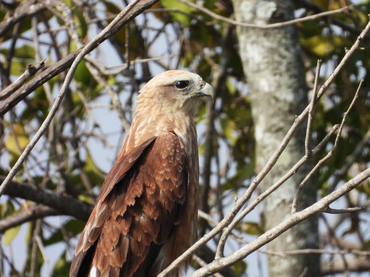 Brahminy Kite - ML647820718