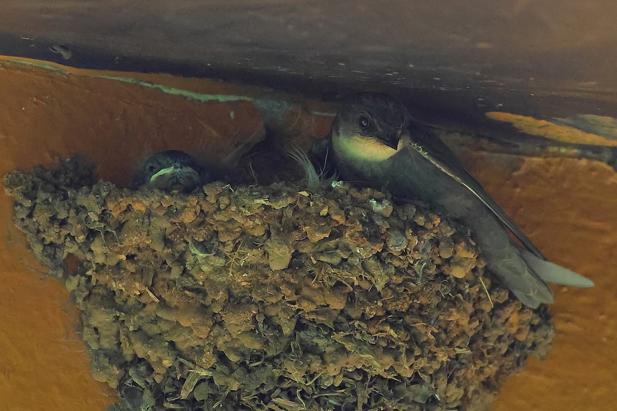 Red-throated Crag-Martin - ML647820719