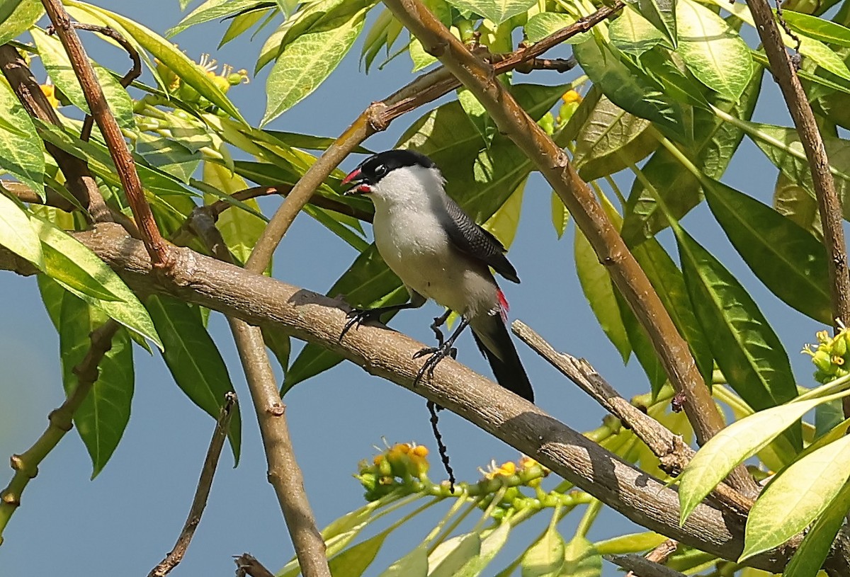 Black-crowned Waxbill - ML647820721
