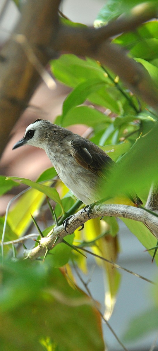 Yellow-vented Bulbul - ML647820723