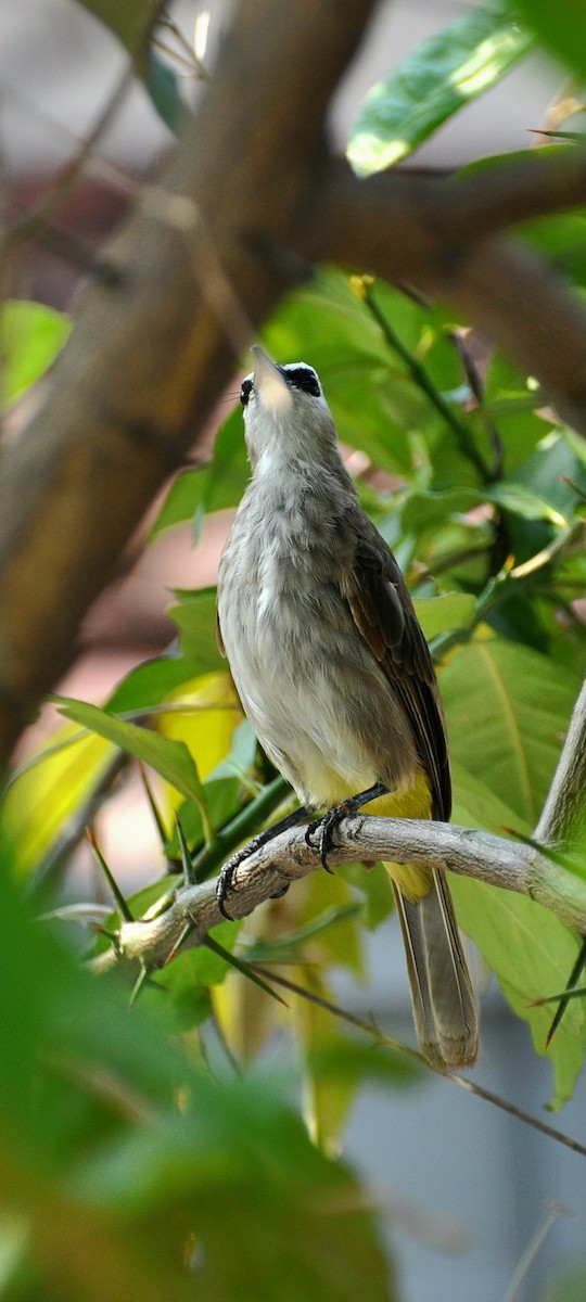 Yellow-vented Bulbul - ML647820724