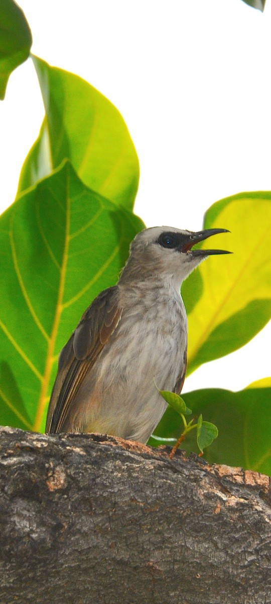 Yellow-vented Bulbul - ML647820725
