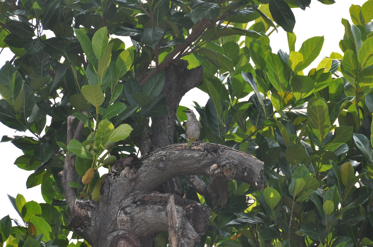Yellow-vented Bulbul - ML647820726