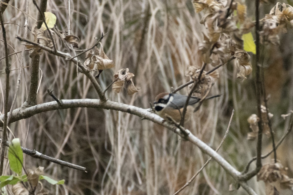 Black-throated Tit - ML647820727