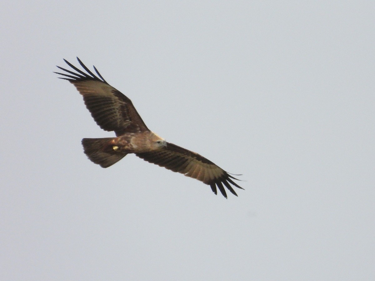 Brahminy Kite - ML647820729