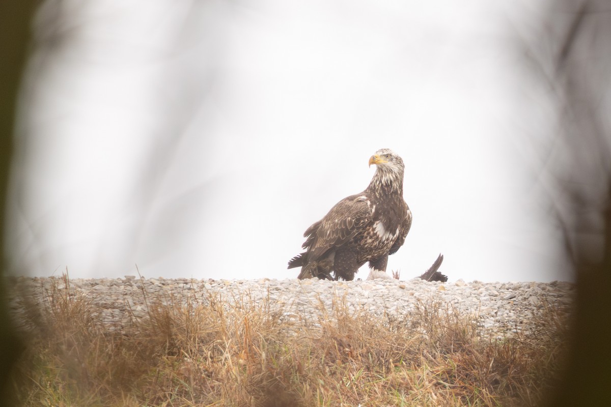 Bald Eagle - ML647820733