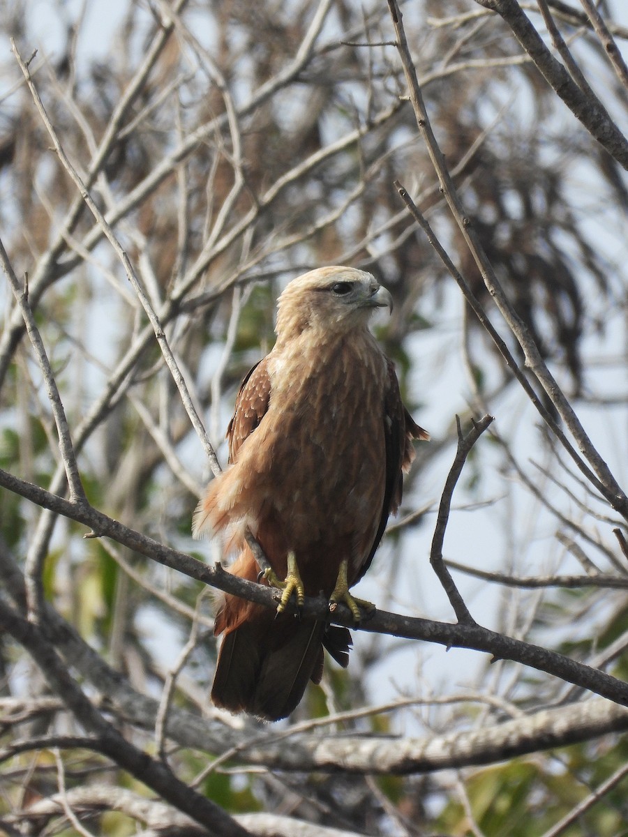 Brahminy Kite - ML647820735
