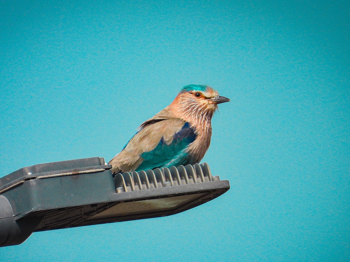 Indian Roller - ML647820738