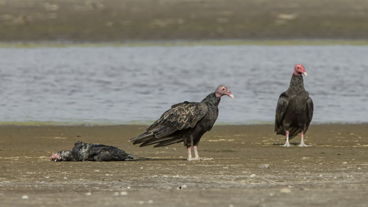 Turkey Vulture - ML647820739