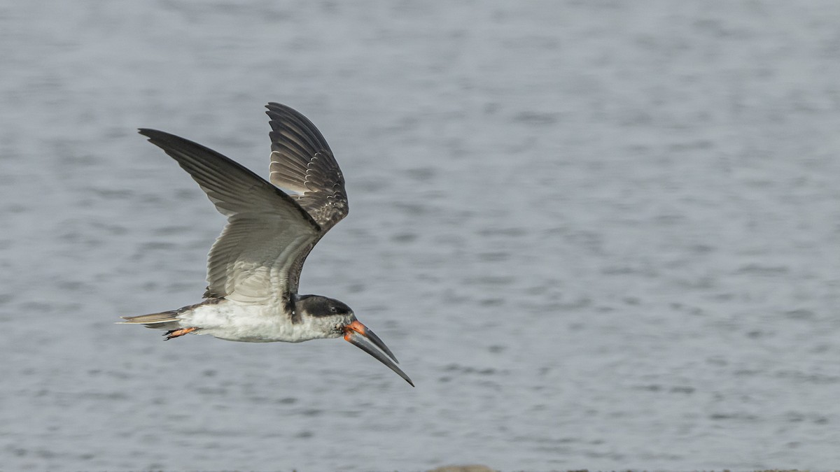 Black Skimmer - ML647820740