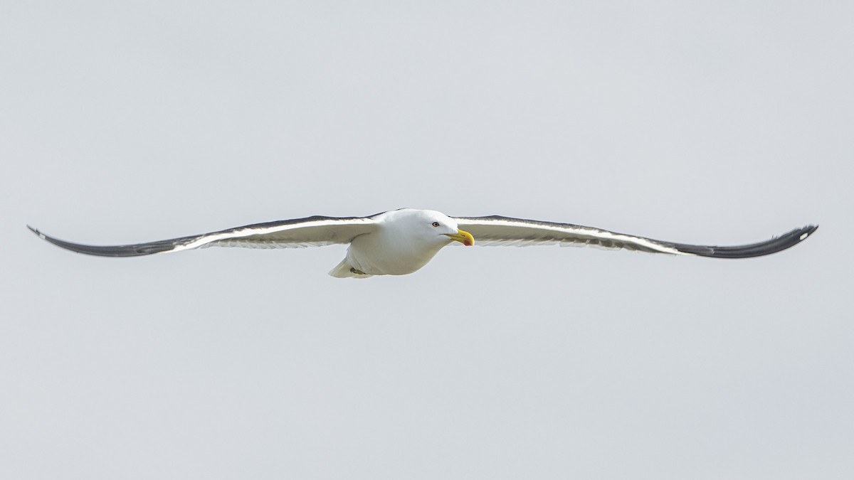 Kelp Gull - ML647820742