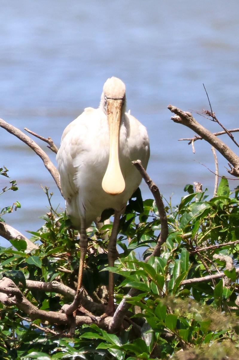 Yellow-billed Spoonbill - ML647820743