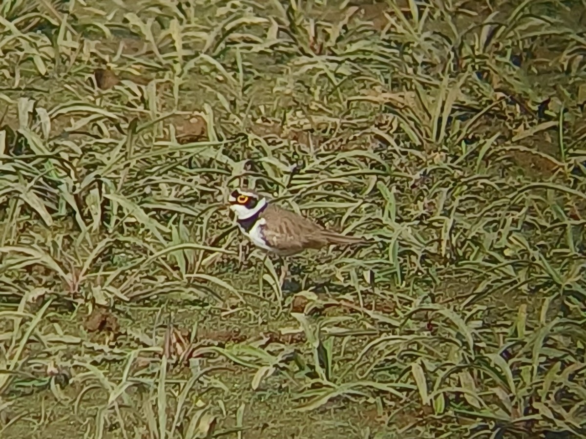 Little Ringed Plover - ML647820745