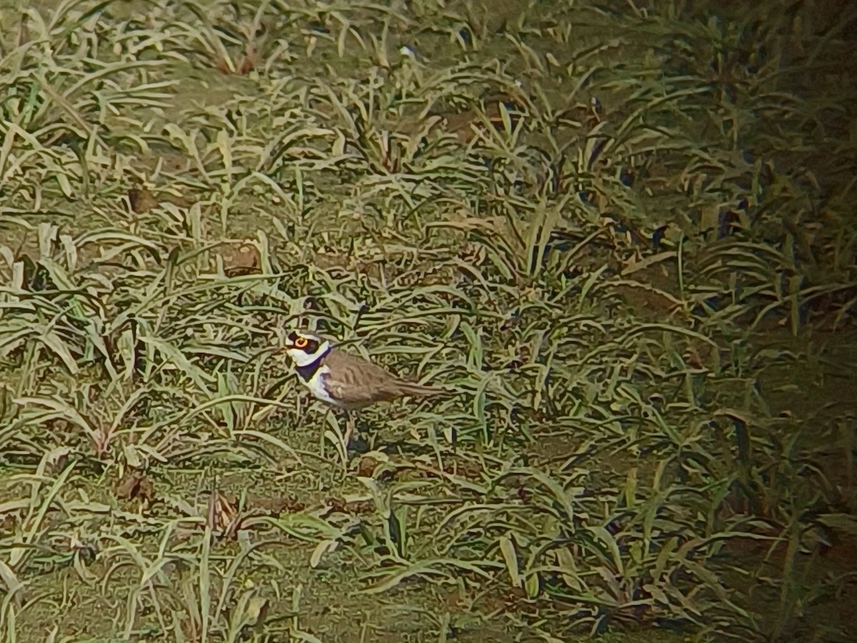 Little Ringed Plover - ML647820746