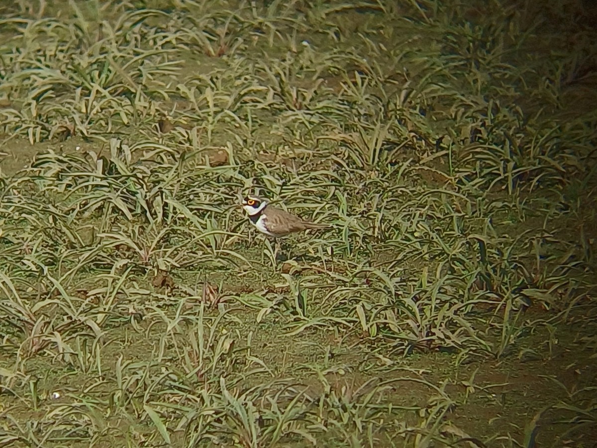 Little Ringed Plover - ML647820747