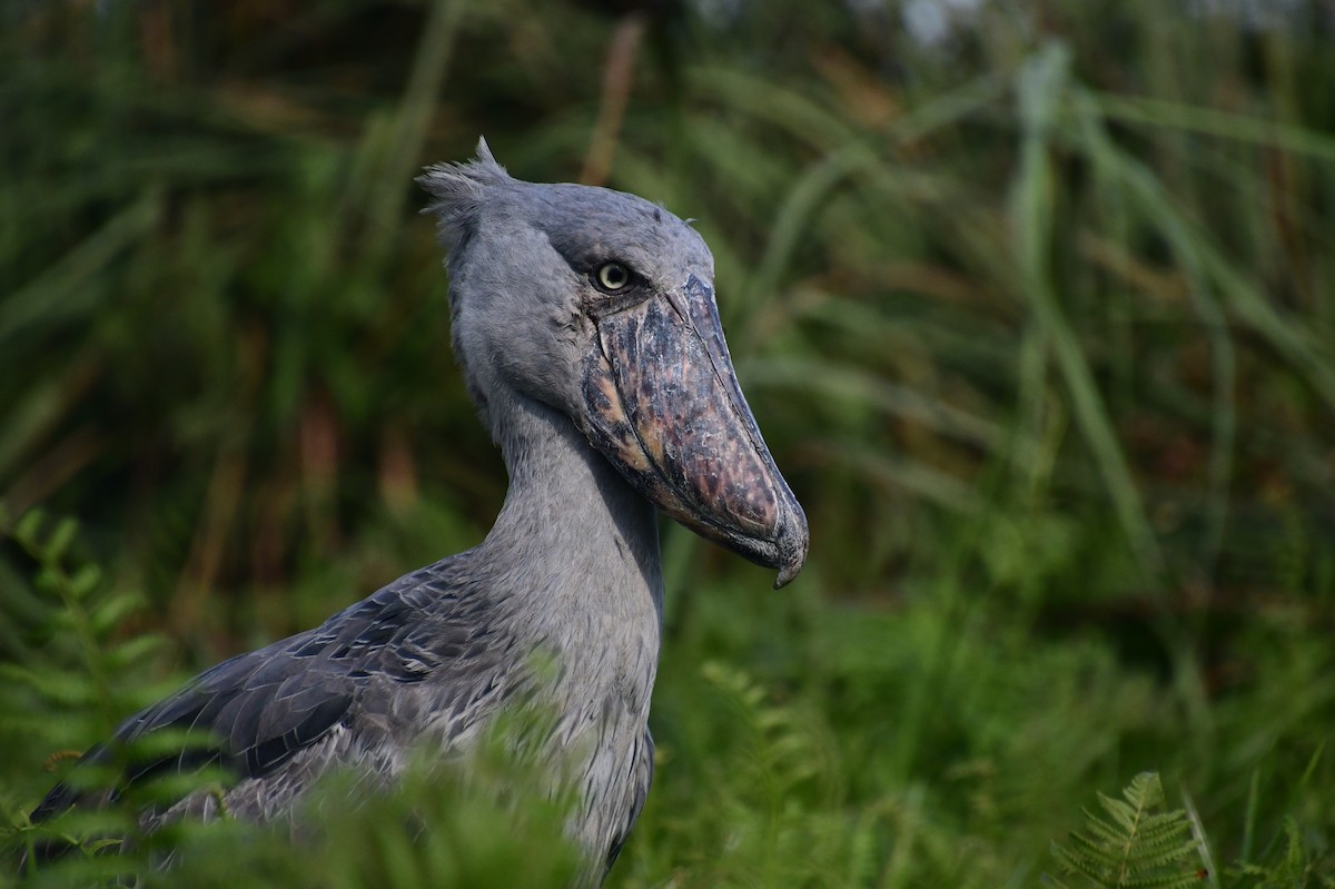 Shoebill - ML647820748