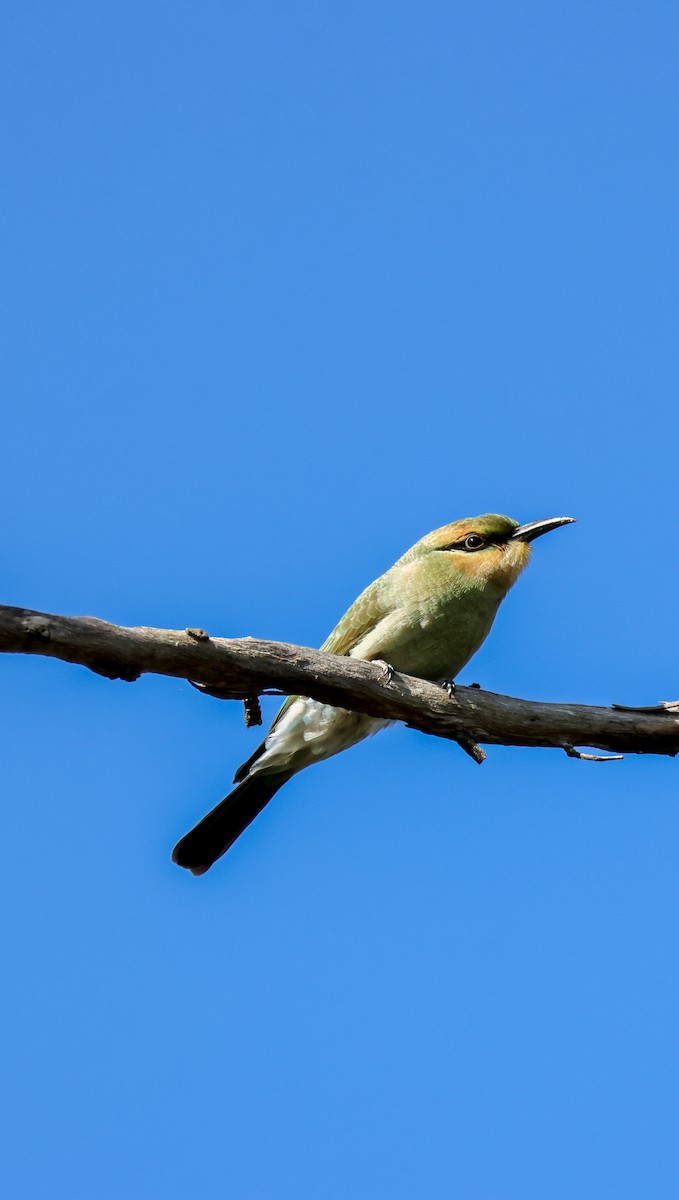Rainbow Bee-eater - ML647820752