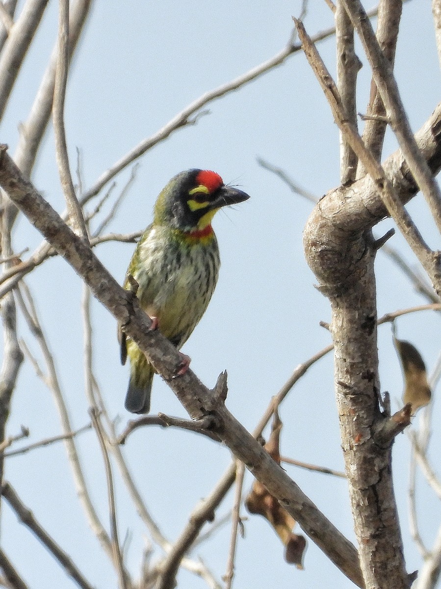 Coppersmith Barbet - ML647820753