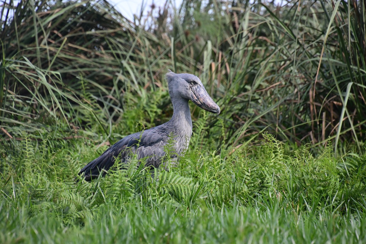 Shoebill - ML647820755