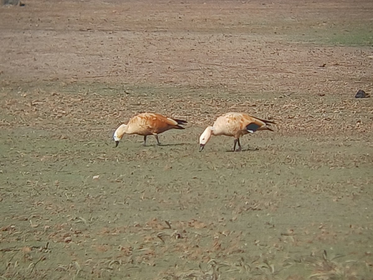 Ruddy Shelduck - ML647820756