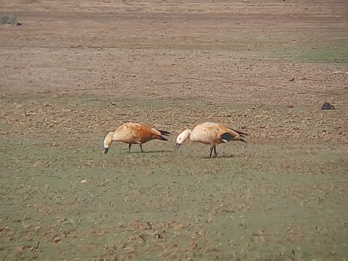 Ruddy Shelduck - ML647820757