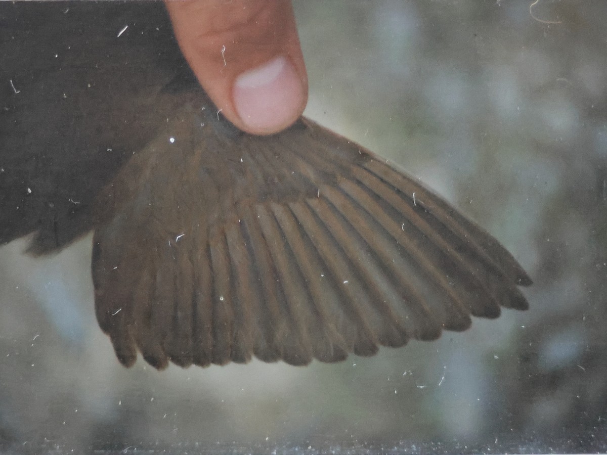 Thrush Nightingale - ML647820758