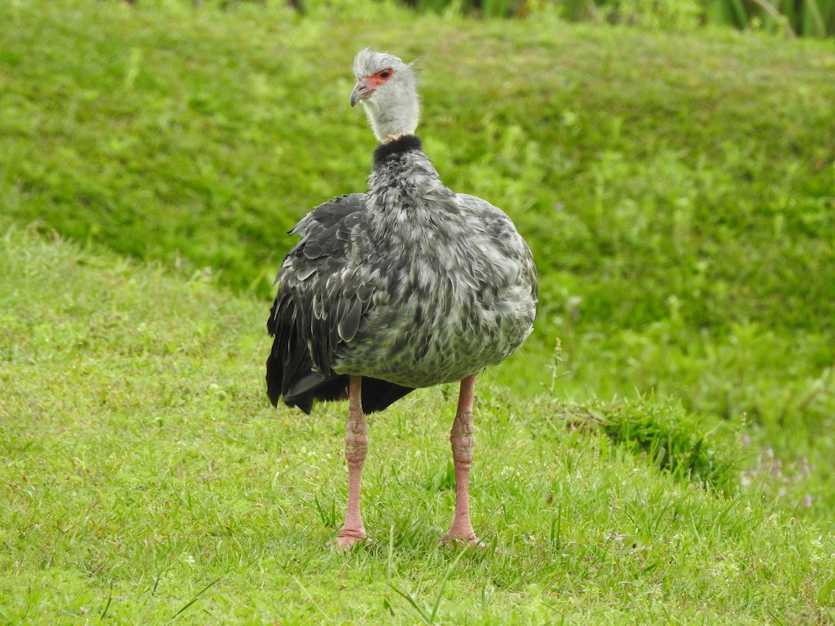 Southern Screamer - ML647820759
