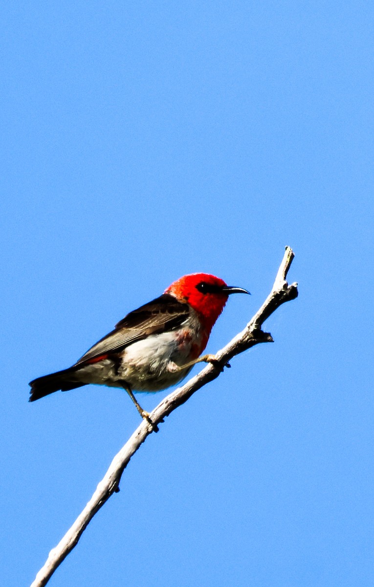 Scarlet Myzomela - ML647820760