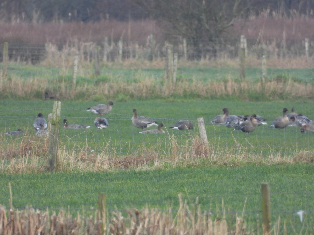 Pink-footed Goose - ML647820761
